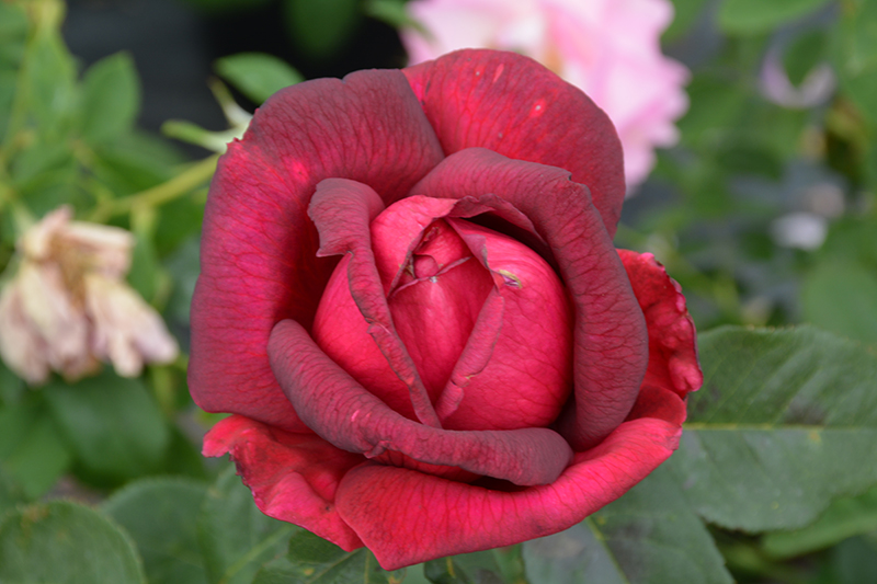Oklahoma Rose (Rosa 'Oklahoma') at Vandermeer Nursery