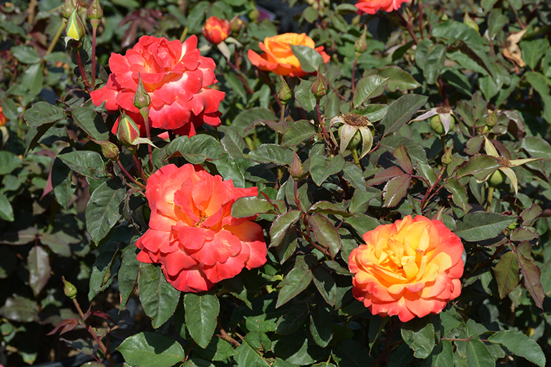 Rio Samba Rose (Rosa 'Rio Samba') at Vandermeer Nursery