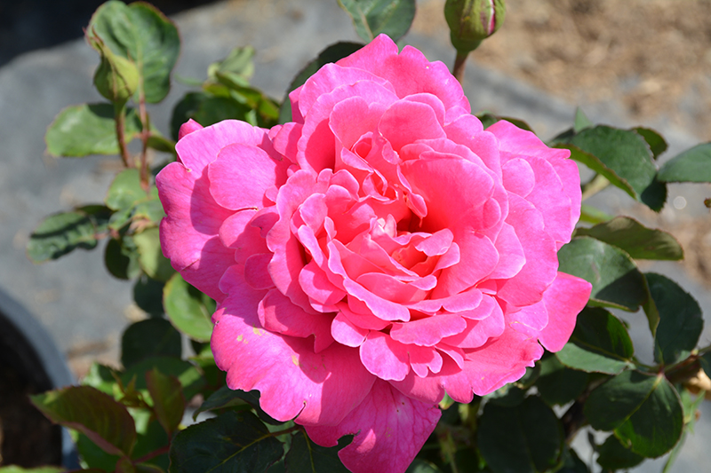 Pink Peace Rose (Rosa 'Pink Peace') at Vandermeer Nursery