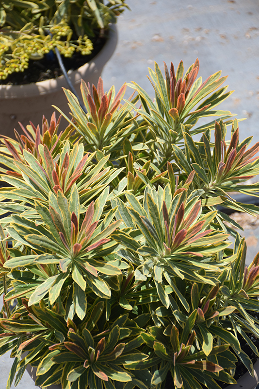 Ascot Rainbow Variegated Spurge (Euphorbia 'Ascot Rainbow') at Vandermeer Nursery