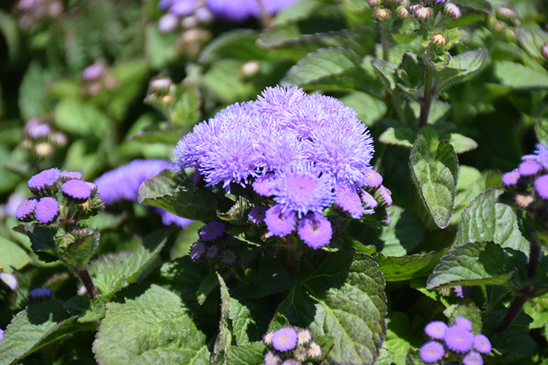 Aloha Blue Flossflower (Ageratum 'Aloha Blue') at Vandermeer Nursery
