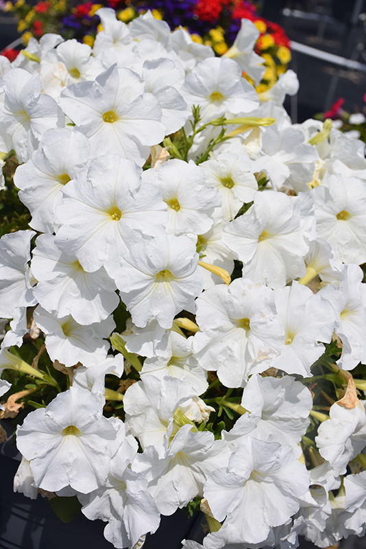 Damask White Petunia (Petunia 'Damask White') at Vandermeer Nursery
