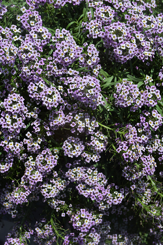Lavender Stream Sweet Alyssum (Lobularia maritima 'Lavender Stream') at Vandermeer Nursery