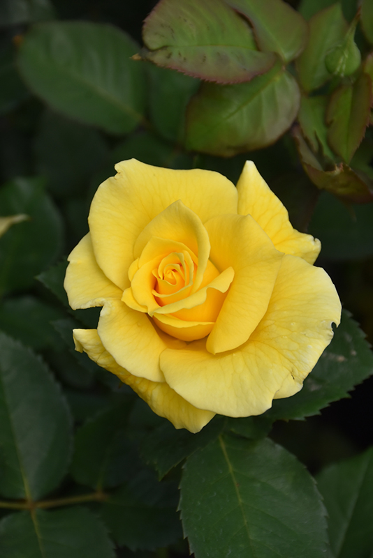 Midas Touch Rose (Rosa 'Midas Touch') at Vandermeer Nursery