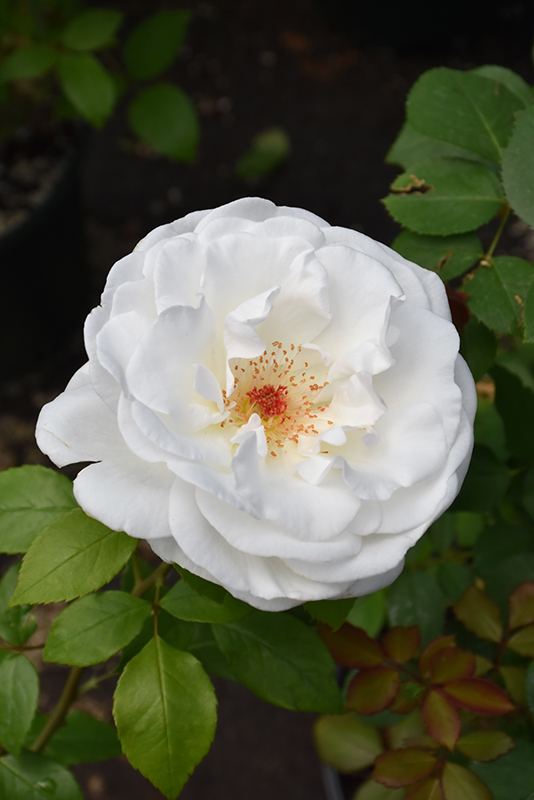 Sugar Moon Rose (Rosa 'WEKmemolo') at Vandermeer Nursery