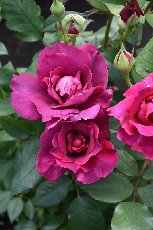 Intrigue Rose (Rosa 'Intrigue') at Vandermeer Nursery