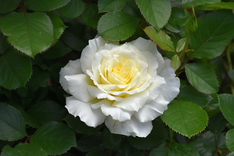 White Licorice Rose (Rosa 'White Licorice') at Vandermeer Nursery