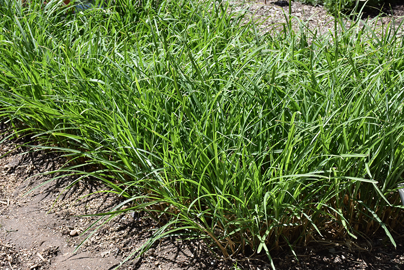 Mystal Tiger Tail Maiden Grass (Miscanthus sinensis 'Tiger Tail') at Vandermeer Nursery