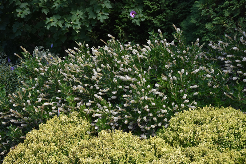 Vanilla Spice Summersweet (Clethra alnifolia 'Caleb') at Vandermeer Nursery