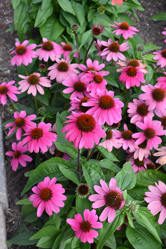 Sombrero Rosada Coneflower (Echinacea ‘Balsomrosa’) in Ajax, Ontario