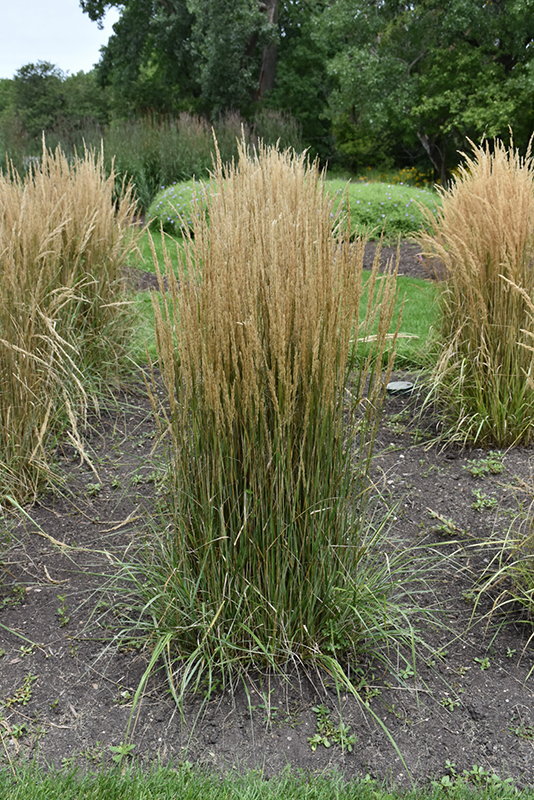 Hello Spring! Reed Grass (Calamagrostis x acutiflora 'Hello Spring!') at Vandermeer Nursery