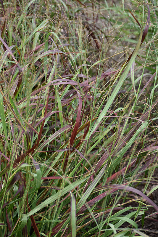 Ruby Ribbons Switch Grass (Panicum virgatum 'Ruby Ribbons') at Vandermeer Nursery