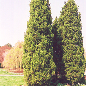 Plant Photo 7
