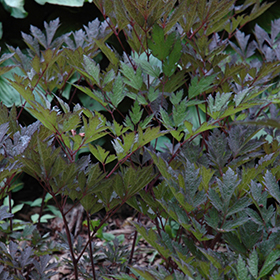 Plant Photo 5