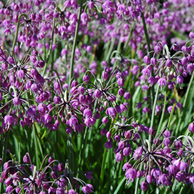 Plant Photo 3