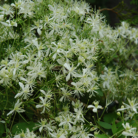 Plant Photo 5