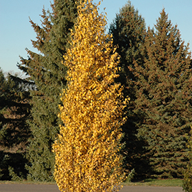 Plant Photo 2
