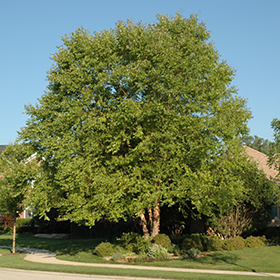 Plant Photo 10