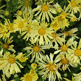Plant Photo 10