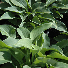 Plant Photo 10