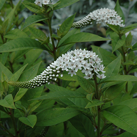 Plant Photo 1