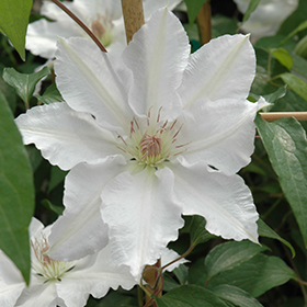 Plant Photo 10
