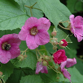 Plant Photo 8