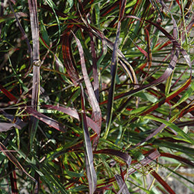 Plant Photo 1