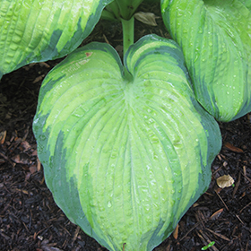 Plant Photo 5