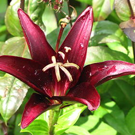 Plant Photo 8