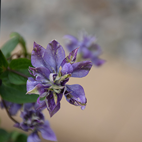 Plant Photo 3