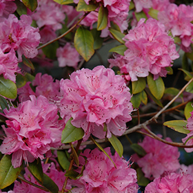 Plant Photo 6