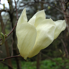 Plant Photo 3