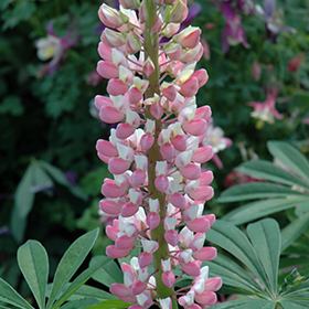 Plant Photo 6