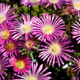 Plant Photo 3