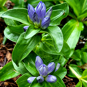 Plant Photo 4