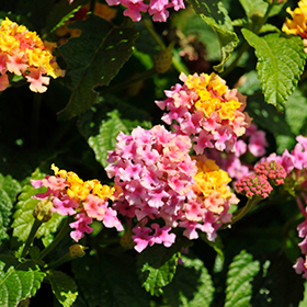 Plant Photo 2