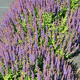 Plant Photo 6