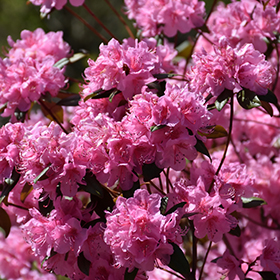 Plant Photo 10