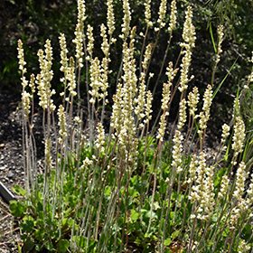 Plant Photo 9