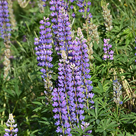 Plant Photo 8
