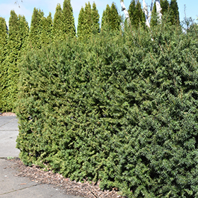 Plant Photo 8