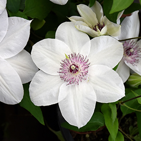 Plant Photo 5
