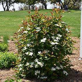 Plant Photo 7