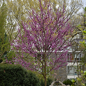 Plant Photo 9