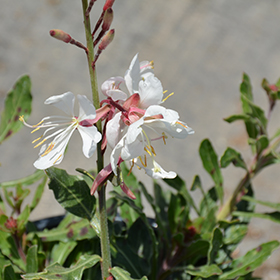Plant Photo 1