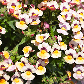 Plant Photo 9