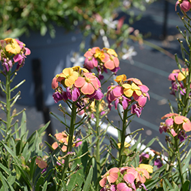 Plant Photo 8