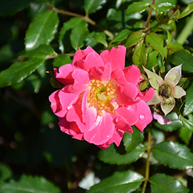 Plant Photo 7