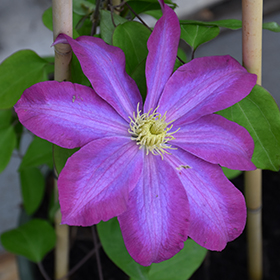 Plant Photo 10